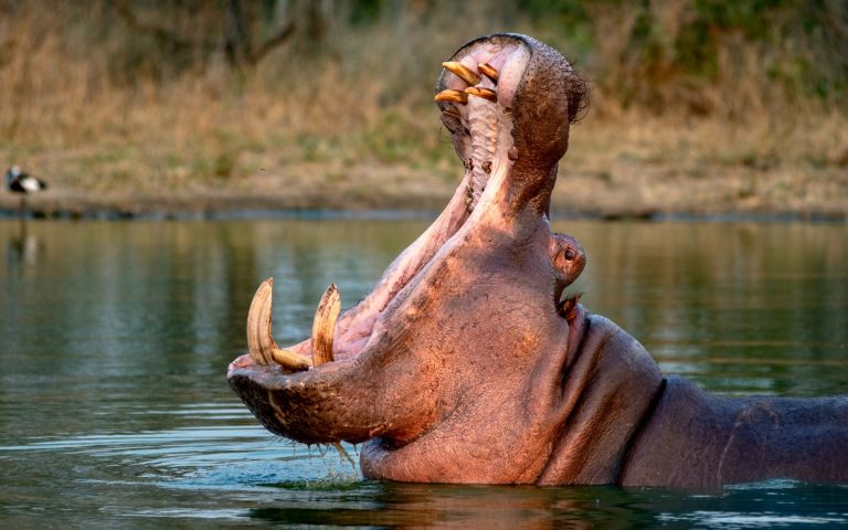 Hipopótamos en un cuerpo de agua del Magdalena Medio, región afectada por la expansión de la especie invasora en Colombia