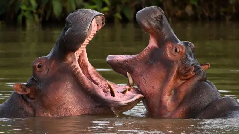 Hipopótamos en ríos de Colombia como especie invasora en expansión
