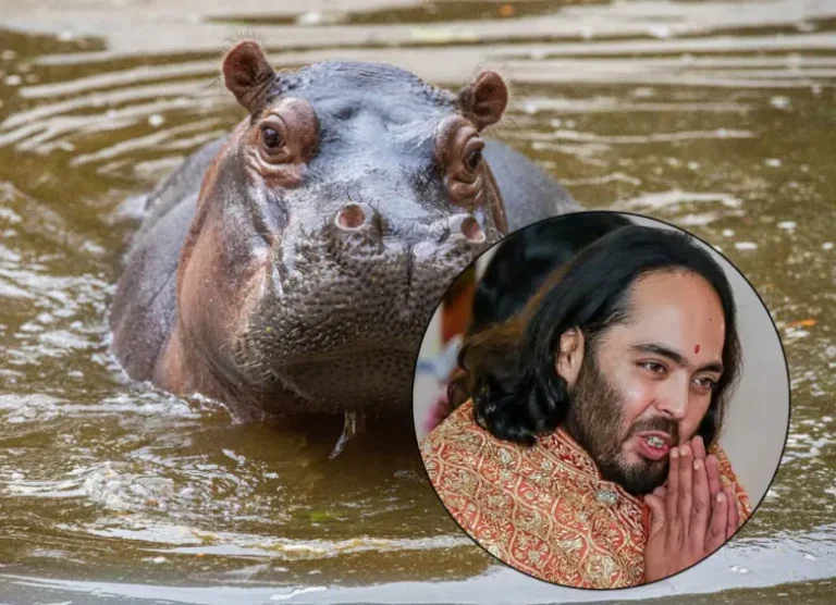 Hipopótamo adulto en aguas de Colombia, especie invasora en debate por traslado internacional hacia India